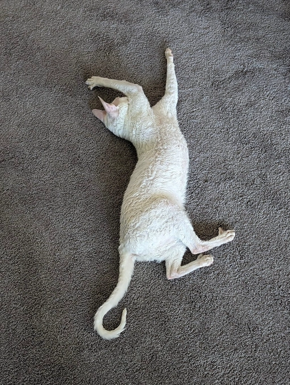 Sika